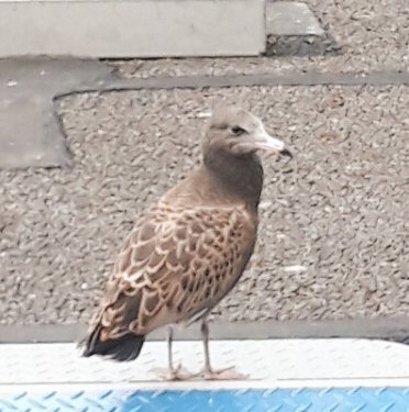 glayrainbird's tweet photo. 昨日の夕方からカモメの赤ちゃんが迷子
鳴きっぱなしでかわいそうなんだけど、土日ってどこに連絡すればいいんだろう
東京都繋がらない
#カモメ
#鳥獣保護 https://t.co/DSsZlNWkkF