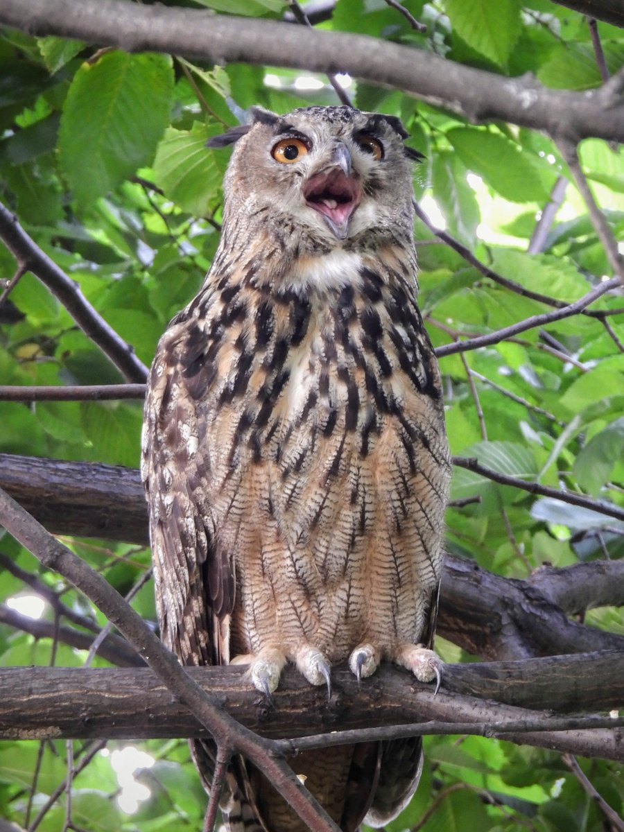 Manhattan Bird Alert tweet media