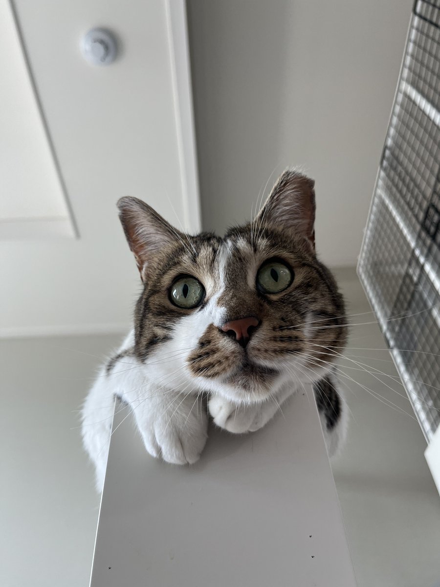 갑자기 이러고 나를 부르는 고양이가 너무 귀여워서