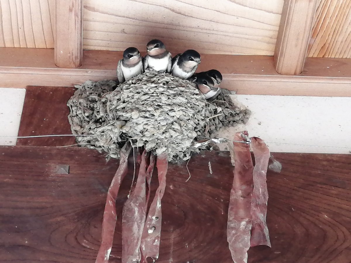 あれよあれよと大きくなり、巣立ちが近く。この夏我が家のツバメたち。