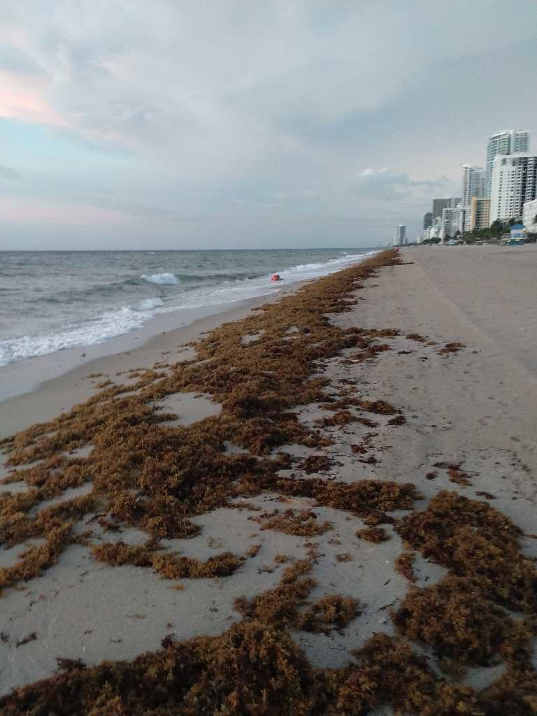 SargaMonitoring's tweet photo. 28/07/2023  #USA - #Florida - Hollywood beach 

More pictures, Forecast, News &amp; Official Map 
here--> https://t.co/7dZ3O0vG57

#sargassum #sargasso #sargazo #sargasse #sargassi #algues #algea #seaweed #sargassumbelt #sargassummonitoring @BrianWeather https://t.co/nSfcREDeY1