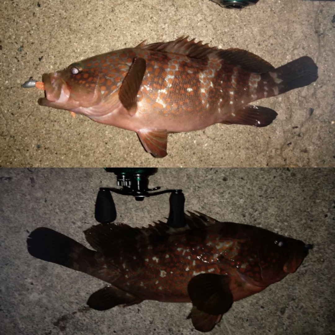 FishingerLight1's tweet photo. 仕事でタイミングがなかなか合わずに海に行けませんでした
場所を移動しながら居場所探しの中
狙い通り釣れたので嬉しい~です
#キジハタ
#アコウ
#ロックフイッシュ
#アブガルシア
#saltystyle
#ウルトラキャスト
#ドリームアップ
#DD8
#モサヘッド
#jazz
#尺ヘッド
#fishinglife
#知多半島 https://t.co/9JccN6jTbF
