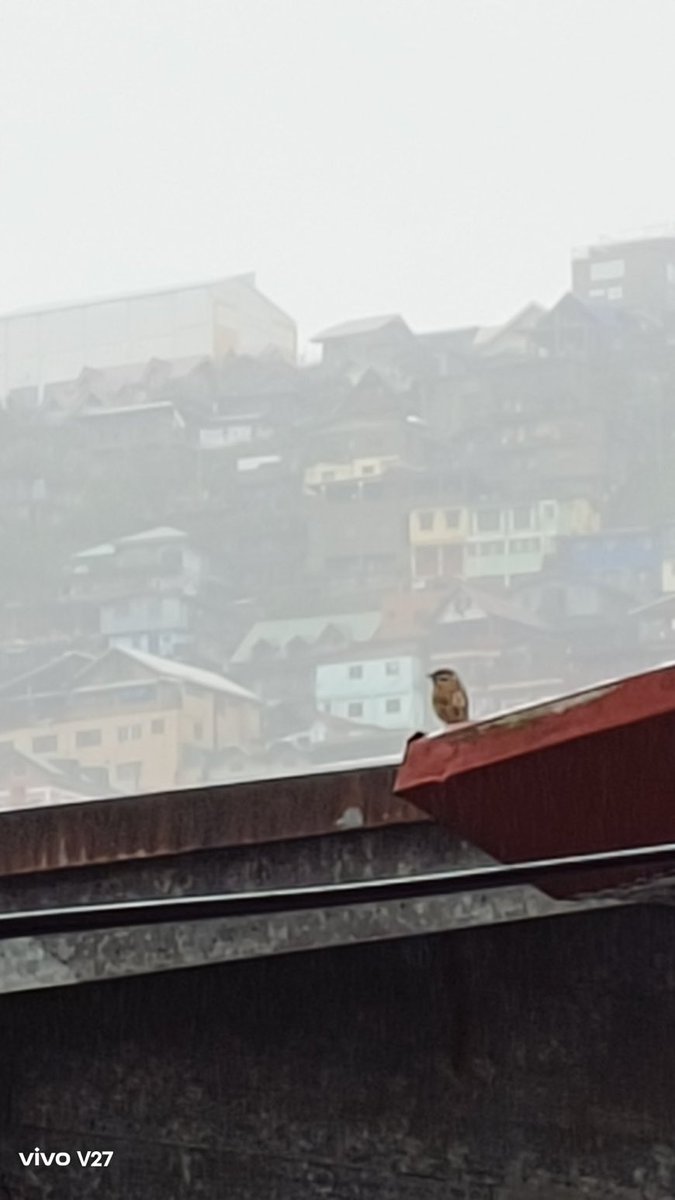 hyacinth192's tweet photo. foggy ang baguio! FANDOM of @mainedcm  and @aldenrichards02  RICHARD! tuloy ba shooting ng movie ni atayde , additional attraction , the proposal, the bridal shower and the wedding plus the honeymoon! may bedscene ba? Showbiz or REAL dami kikita!? https://t.co/kWuDJCjcDI