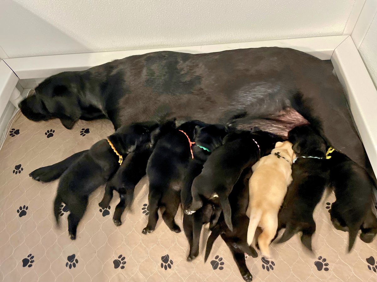 Valor Service Dogs tweet media