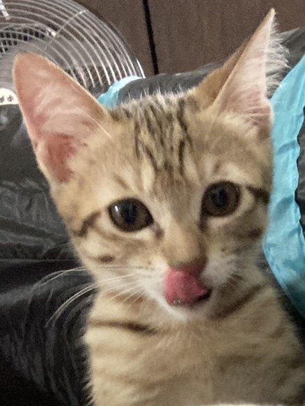 lynghn6's tweet photo. Pussy is Licking! https://t.co/Zj49l3uPBH