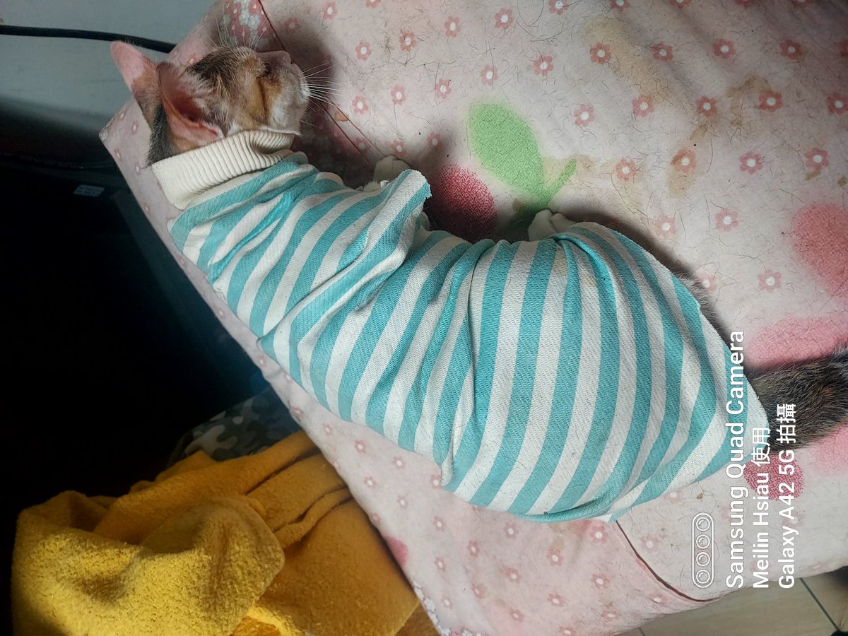 milk_fog's tweet photo. 仙仙老毛病又犯了
又把背部抓傷
給她穿頭套連身衣服
因為太鬆被她蹭蹭蹭
給脫掉在不知道的地方
與其花時間找
不如做一件新的衣服
讓她穿上比較快
這是用針織上衣的袖子拆下來
保留手腕束口
取適當長度
兩前腳處用剪刀
剪8公分讓腳伸出來
這樣就大功告成
方便又耐穿
#記得袖圍要比貓腹部大就���了 https://t.co/OzBREsF7Z8