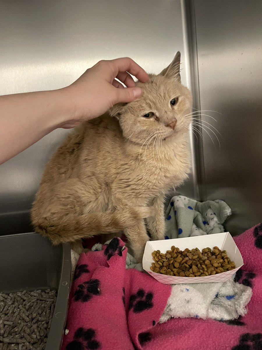 Friends of Bear Cat Rescue tweet media