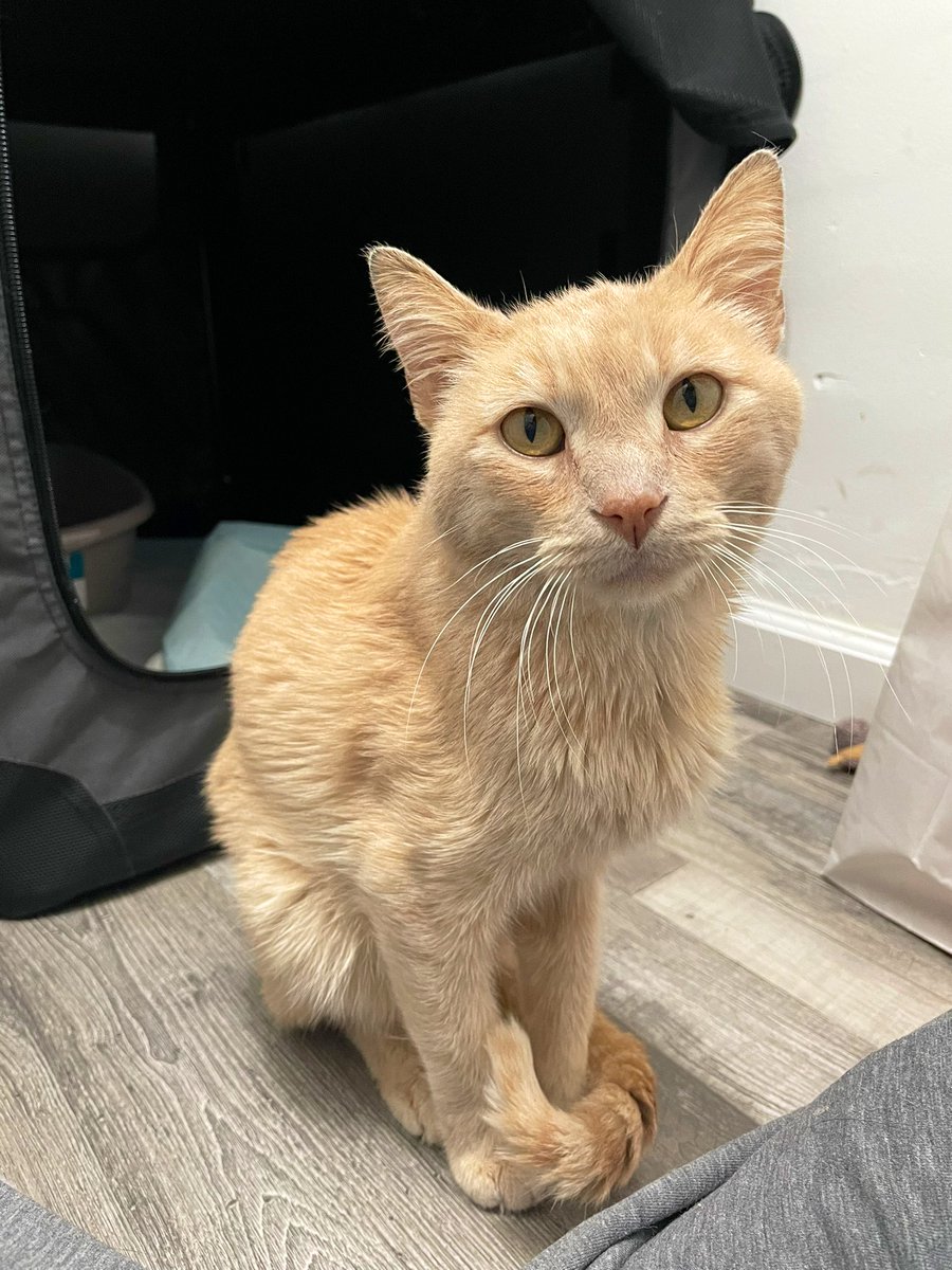 Friends of Bear Cat Rescue tweet media