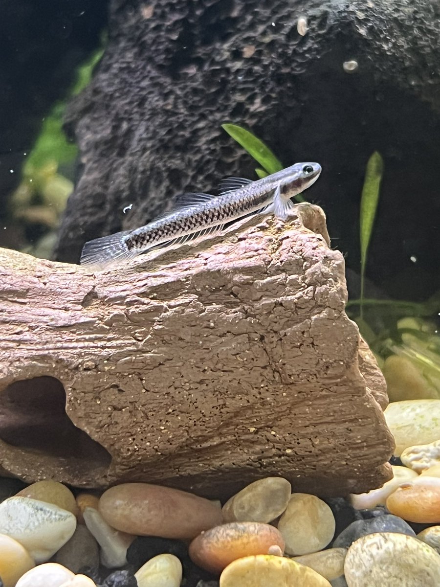 GillysFishTank's tweet photo. 🚨NEW ADDITION 🚨Blue Neon Stiphodon Goby. 
#Goby #fishtank #plantedtank https://t.co/gAs8kMdLjQ