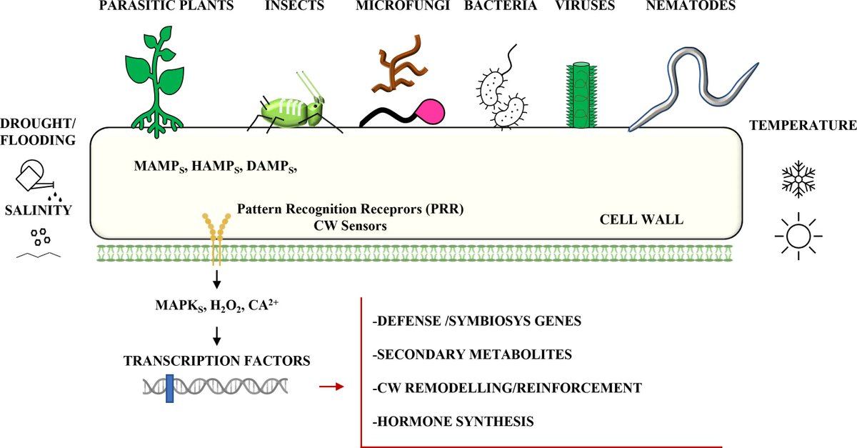 Editorial: Plant cell wall in pathogenesis, parasitism and symbiosis, Volume II 

frontiersin.org/articles/10.33… 
#plantsci ♻️