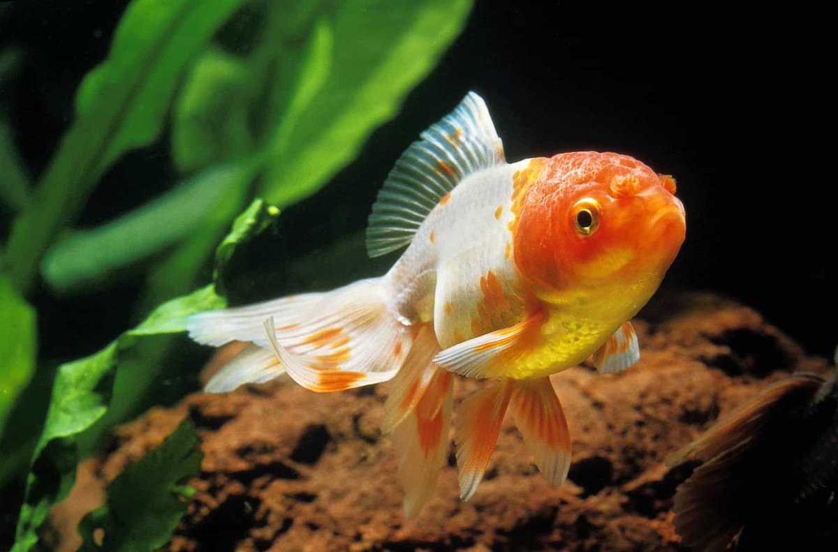AW_SanDiego's tweet image. Benefits of a Feng Shui aquarium? We&apos;ve got answers: bit.ly/4539Eqp

.
#aquaticwarehouse #fengshui #aquariums #fishtank #freshwaterfish #freshwateraquarium #aquariumhobby #aquariumtips #fish #lucky