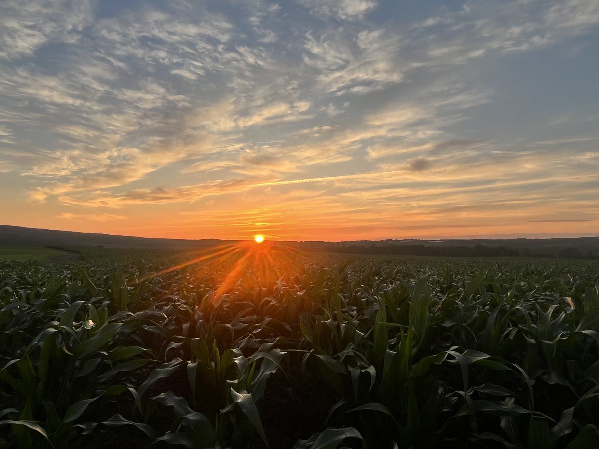 olive4594's tweet photo. Newfie corn looking pretty awesome 😎 @jeff_greening https://t.co/0TMhf33cek
