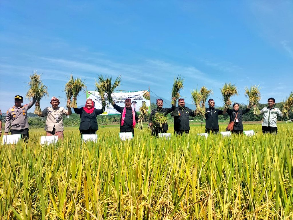 distannakjateng's tweet photo. Menteri Pertanian RI @Syahrul_YL bersama Walikota Semarang @mbakITASMG melakukan Gerakan Panen &amp; Tanam Padi Dalam Rangka Antisipasi El Nino di Poktan Ayem Tenang, Kel.Tambangan,Mijen,Kota Semarang (27/07/2023). Hadir mendampingi Ka.Distanbun Jateng @SupriyantoMulya.
#JatengGayeng https://t.co/71eVE09roU