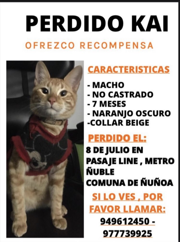 RebecaActivista's tweet photo. SE BUSCA #Ñuñoa https://t.co/FDnztZJD9B