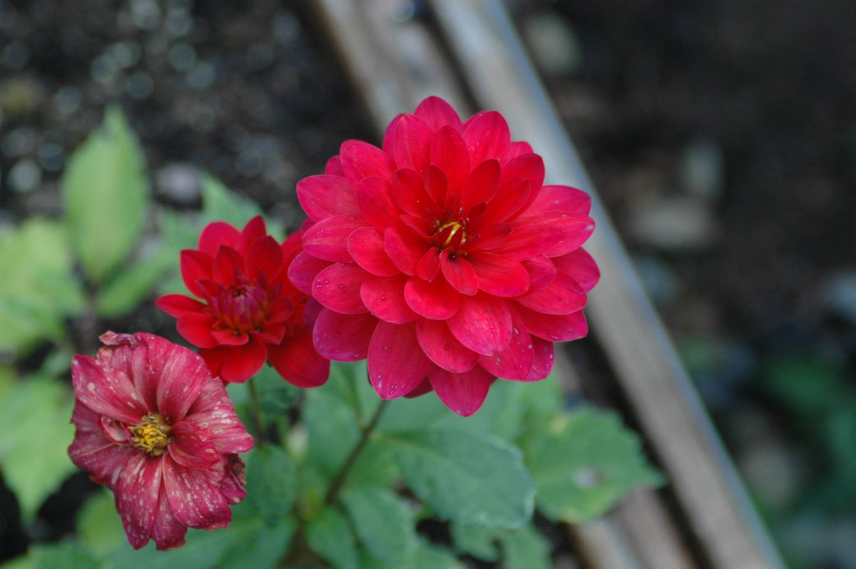 Hall17JL's tweet image. Side shot of three red flowers. #redflowers #jonlh #jonathanlhall