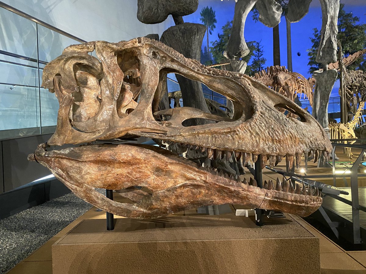 RT カルカロドントサウルスの全身骨格展示初めてみたンゴ🦖🦕⚒ そして