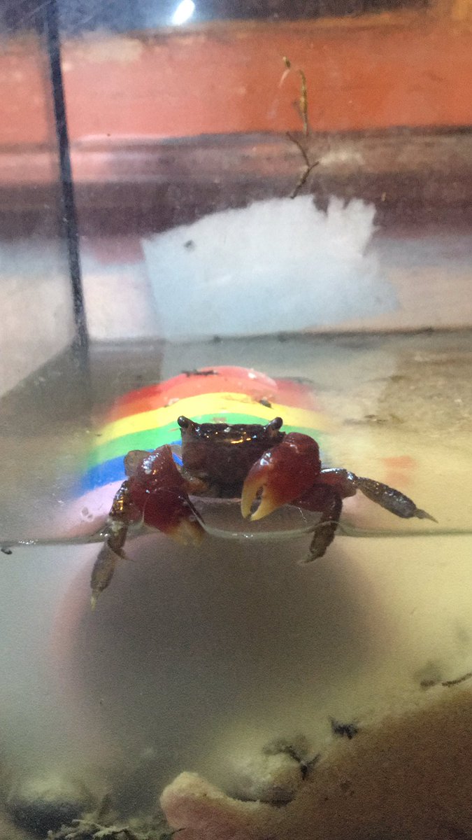 Sir PinchALot says hi