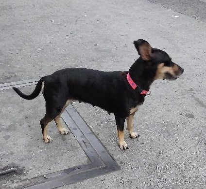 AlertaMePerdi's tweet photo. #ENCONTRADA #GUAYAQUIL
Fecha: 28/07/23
Sector: Norte, Av. Francisco de Orellana, por el Riocentro Norte
Sexo: Hembra
Raza: Mestiza 
Obsv.: Pelaje color negro con manchas cafe, collar rosado sin placa
Contacto: 0982063825
¡Ayúdala a volver con su familia!
#AlertaMePerdí https://t.co/B41KlsiEWR