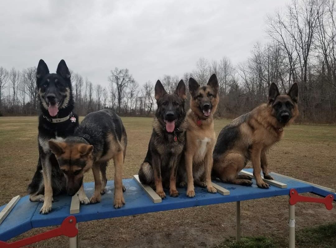 KayCohen18's tweet image. It's not us. It's them. #SecretService #TeamCommander