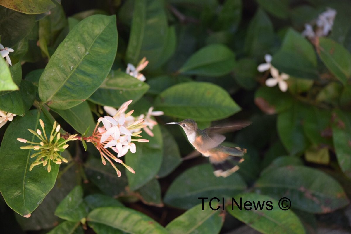 TCI News tweet media