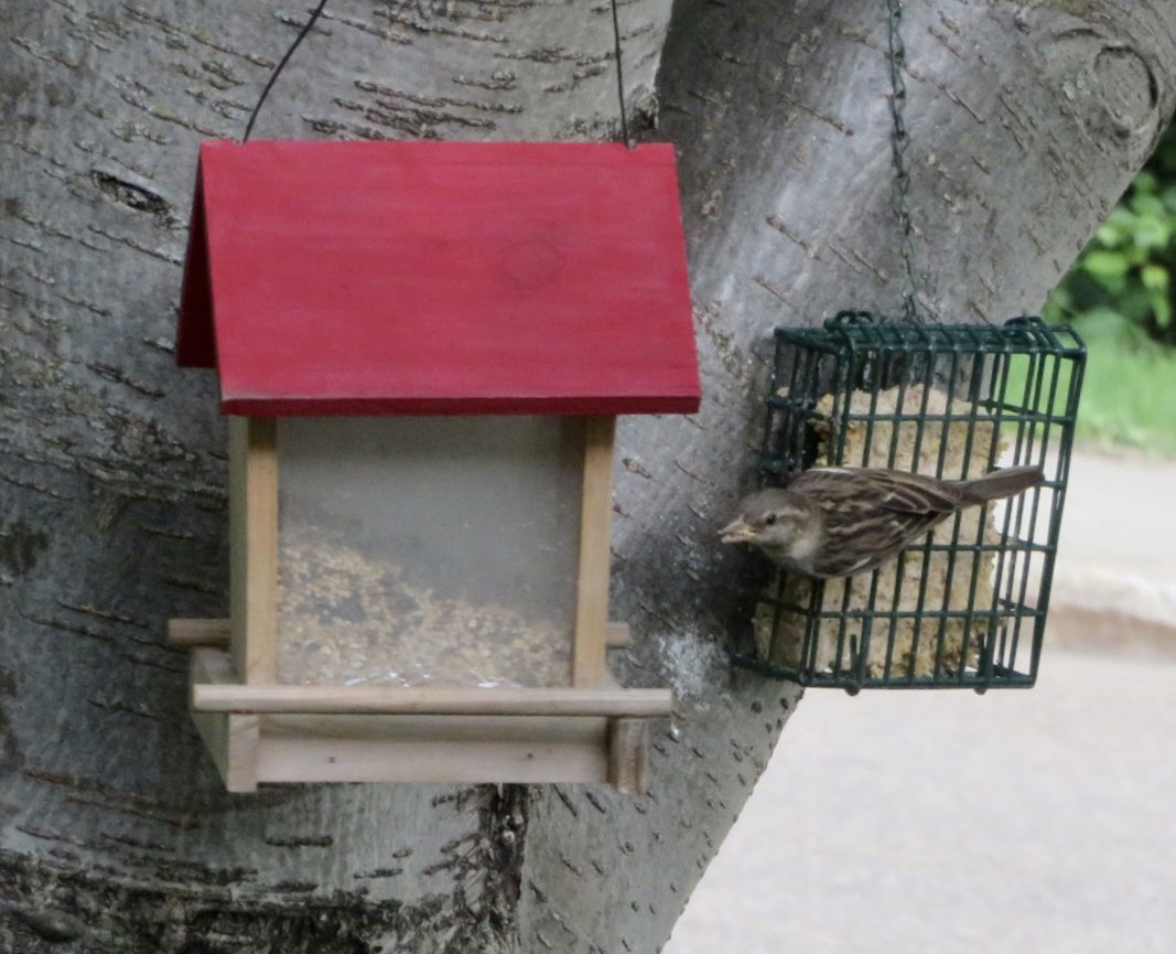 hapandcarol's tweet photo. #HAPPINESS is having a decision to make-birdseed or suet cake or perhaps some of each.#birdseed #suetcake #decisions https://t.co/WyNnQJn2Zv