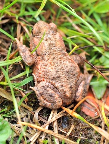 Found this little fella in the house last night.... After finding a toad in the garden.... it's my train for never mowing the lawn (honest) #NotAllHeroesWearCapes #wild #garden #nature