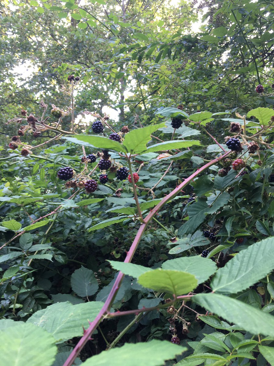 Nu al heerlijke bramen rond de Oosterplas, 
Pluk je kans 
#plukdedag
