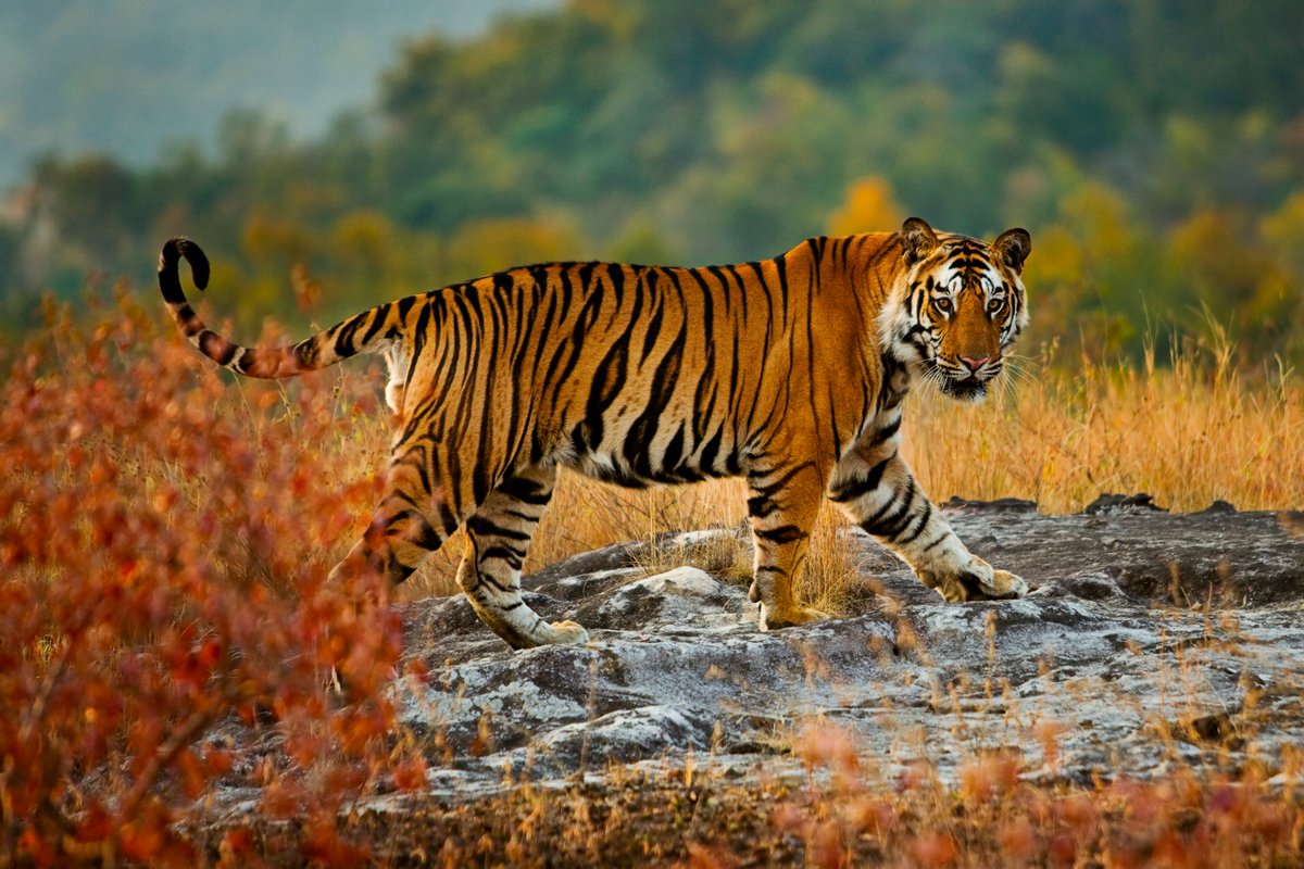 UKinIndia's tweet photo. Today is #InternationalTigerDay! 🐯

Tigers play an important role in maintaining the harmony of our planet’s ecosystems. Let’s join forces to protect these majestic creatures. It’s time we put an end to poaching, stop illegal trade of tiger parts and conserve tiger landscapes. https://t.co/ERFS91umBs