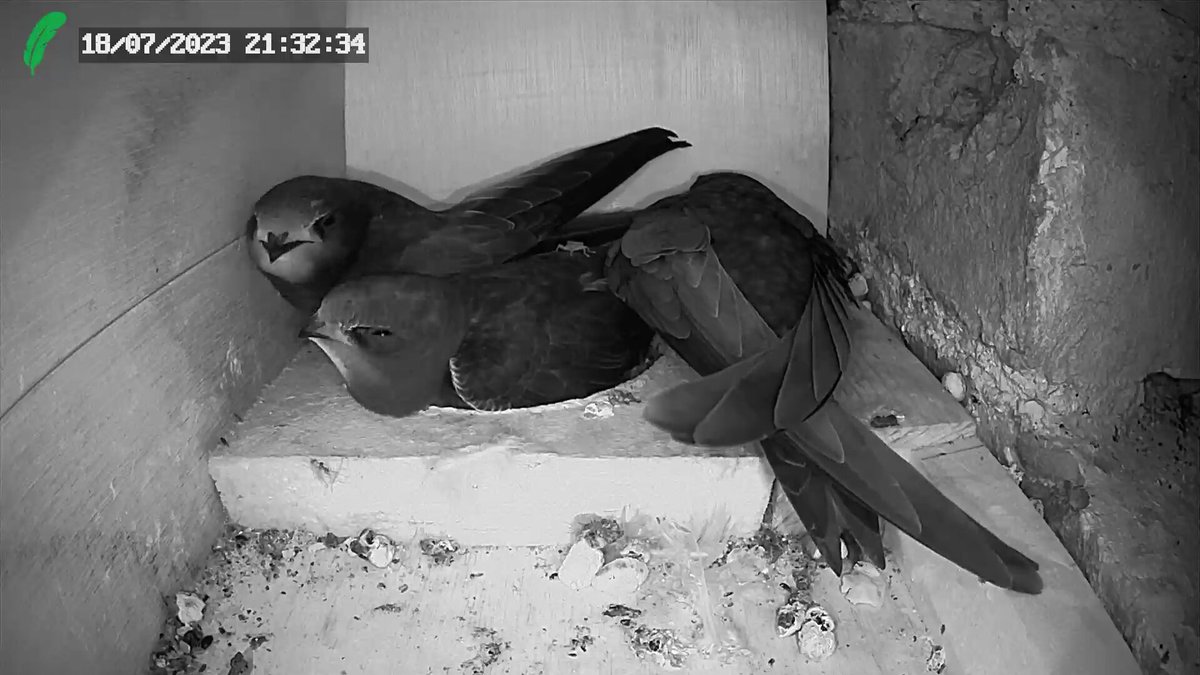 Swift sleepovers. Not much floor space left. The chicks will be fledging soon. #Apusapus #swifts