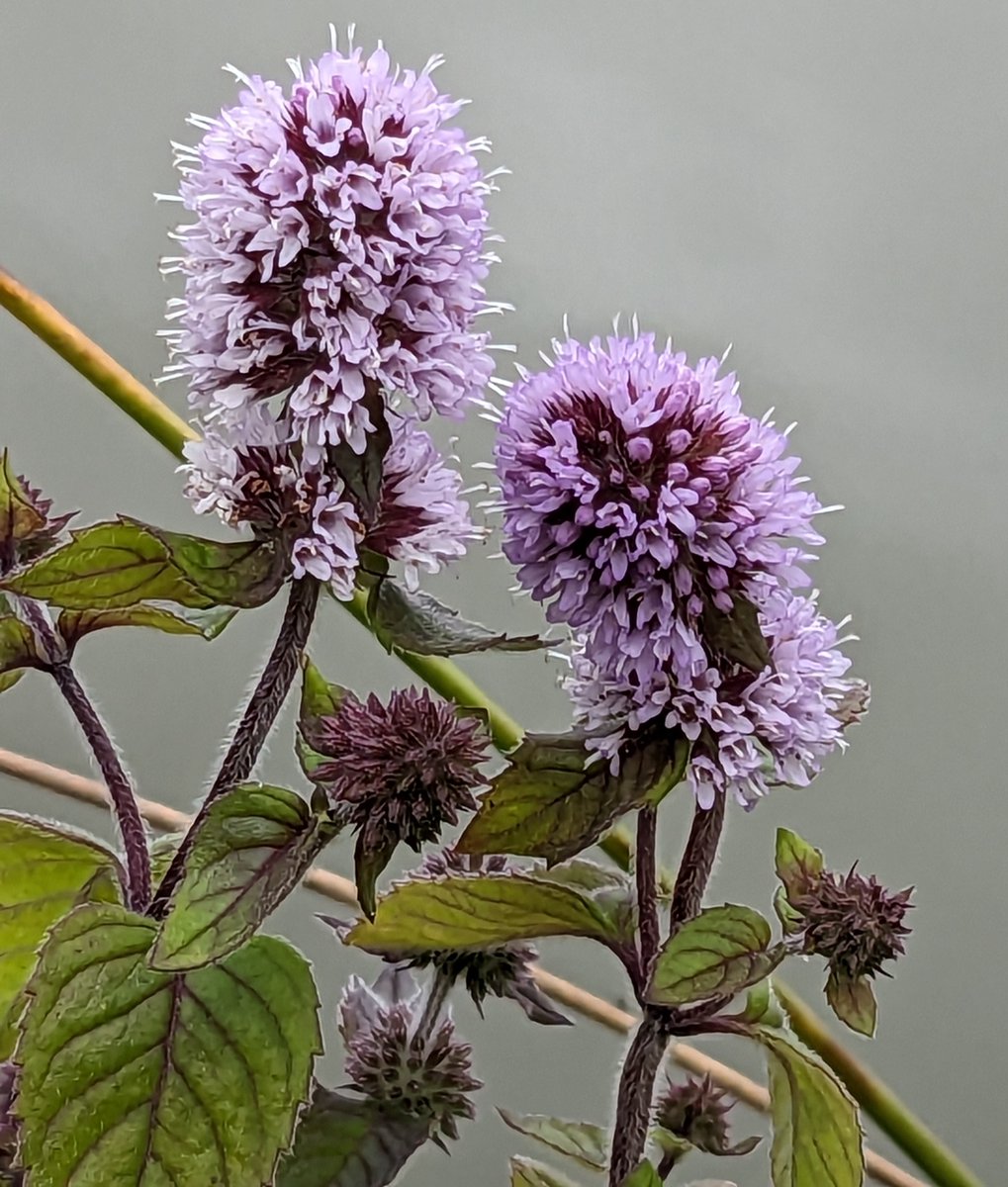 HertsWalker's tweet image. If you are planning to do any of our free #Hertfordshire walks this weekend please consider joining our members-only Facebook group and sharing any photos taken along the way. Tips for fellow walkers are welcome. #freewalks #Hertfordshirewalks
facebook.com/groups/hertfor…