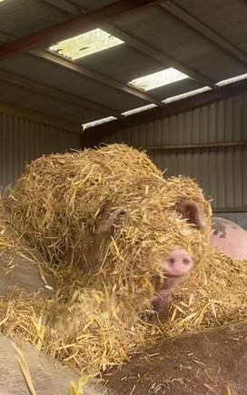 AlanAlan5240751's tweet image. Happiness is........a pig in straw! Please support Beneath The Wood sanctuary for as little as £2.50/$3.50 a month and be a #Pigoneer. Feed and straw are very expensive.