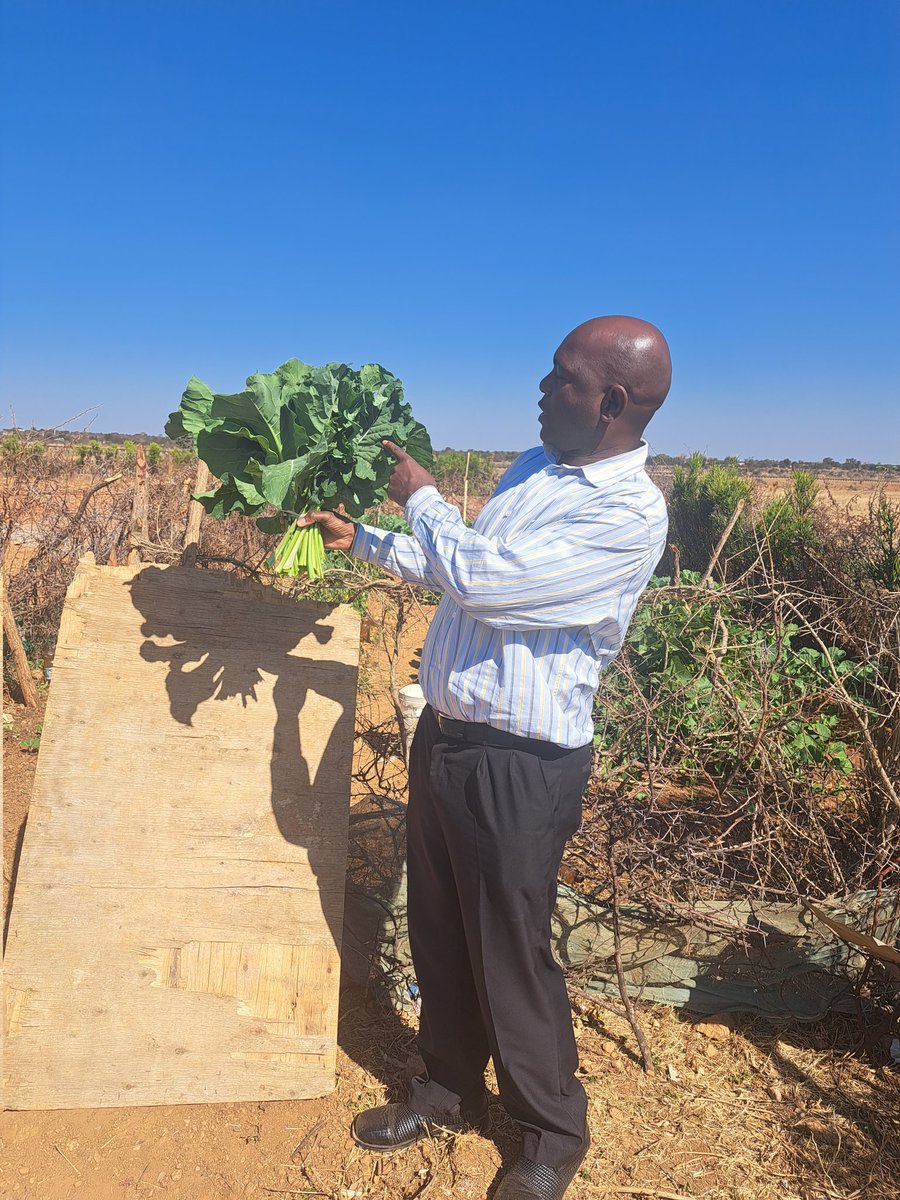 Rural  nutritional  security is backed by  backyard &amp; community  nutritional  gardens.  Trinity Project is happy to be supporting women farmers   in Umguza ward 5 <a href="/zet_uk/">Zimbabwe Educational Trust (ZET)</a> <a href="/TrinityProject4/">Trinity Project</a> <a href="/mcwctrust1/">Matabeleland Council for the Welfare of the Child</a> <a href="/cedarfund/">CEDAR Fund</a> <a href="/HealZim/">Heal Zimbabwe Trust</a> <a href="/donaldmarimbe/">Donald Marimbe</a> <a href="/ZNCWC/">#ZNCWC</a> <a href="/InkanyeziT/">Inkanyezi Development Trust</a>