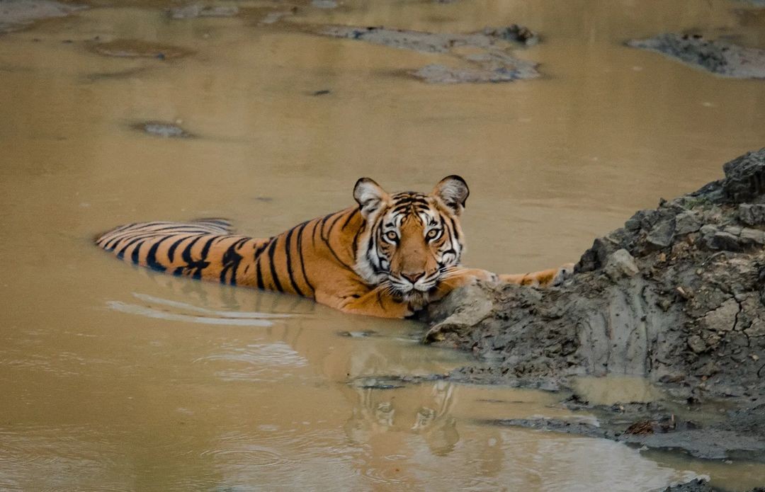 vijay_unique's tweet photo. Today is International Tiger Day! Let's take a moment to appreciate these majestic animals and help protect them. 
#SaveTheTigers  #IncredibleIndia #TigerDay #InternationalTigerDay2023 https://t.co/meIypjgn8V