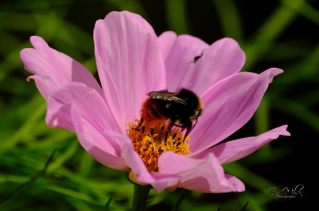 SamWlandscapes's tweet photo. Red tailed bumblebees in my garden #beesneeds #BeeSaturday  #NaturePhotography #nature https://t.co/AoeA9JN5dj