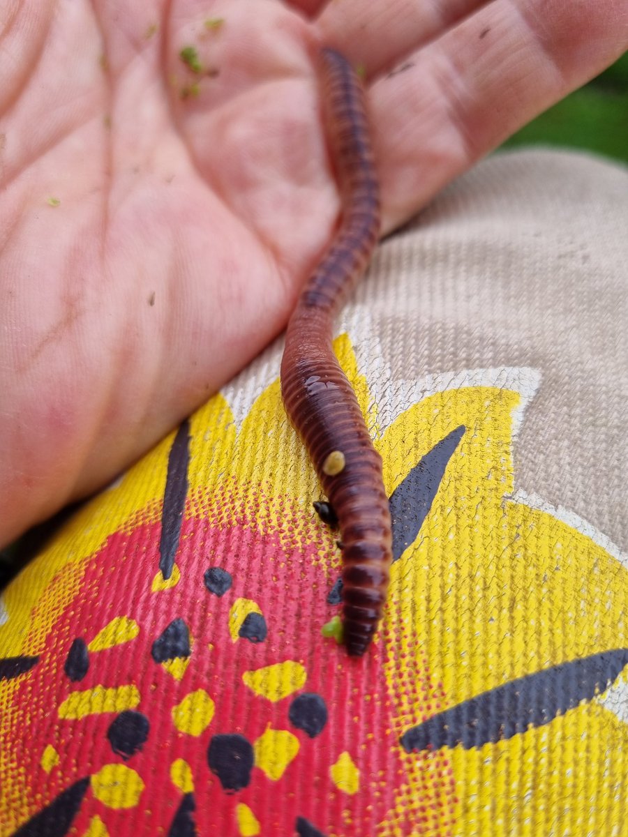 What a great looking #earthworm @earthwormsoc