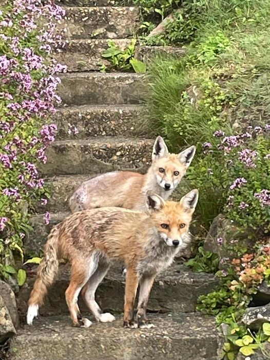 ChrisGPackham's tweet photo. Shared from Friends of SIBC by Sandie Kennett , this morning's #FoxOfTheDay https://t.co/jca6Uhfipb