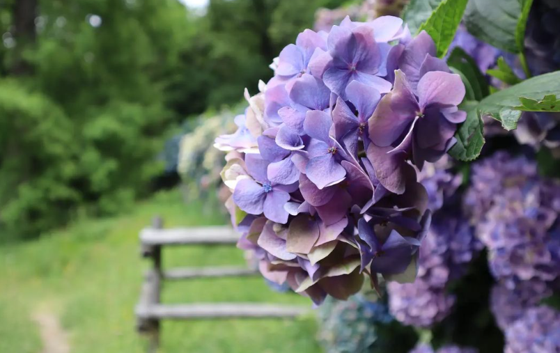 grace_wu10's tweet photo. 🌺 Hydrangea (Hydrangea) is a popular flower that belongs to the Patagonianaceae family and is native to some parts of Asia and the Americas.🌺 #flowers #flowerphotography #flowerpower #flowerstagram #flowerlovers #fiori #fioridicampo #fioriselvatici #fioribelli #nature https://t.co/B4RJmwet7r