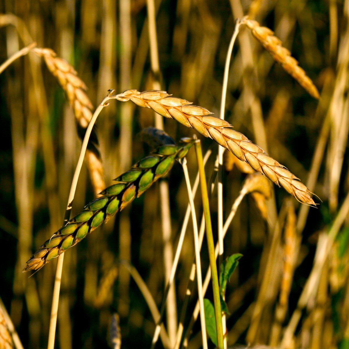 Did you know spelt is packed with nutrients and fibre? 🥣 Boost your diet with this super grain! 

Find out more about the health benefits of spelt here: sharphampark.com/spelt/226-heal…