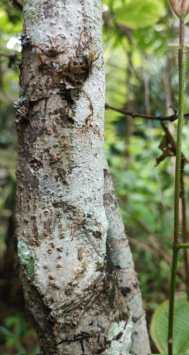 Leaf-tailed Gecko,  the king of camouflage, it had a mysterious color which allows it to camouflage to avoid its predators. #Mantadia #visitmadagascar #naturemadagascar