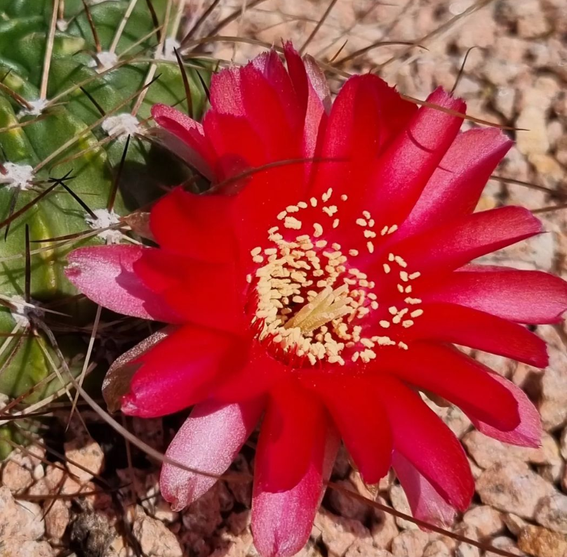 grace_wu10's tweet photo. 🌵 Cactus flower refers to the open flower of a cactus plant. Cactus is a member of the succulent plant family and they grow in arid and barren environments.#flowers #flowerphotography #flowerpower #flowerstagram #flowerlovers #fiori #fioridicampo #fioriselvatici #fioribelli https://t.co/B3YahLUj5c