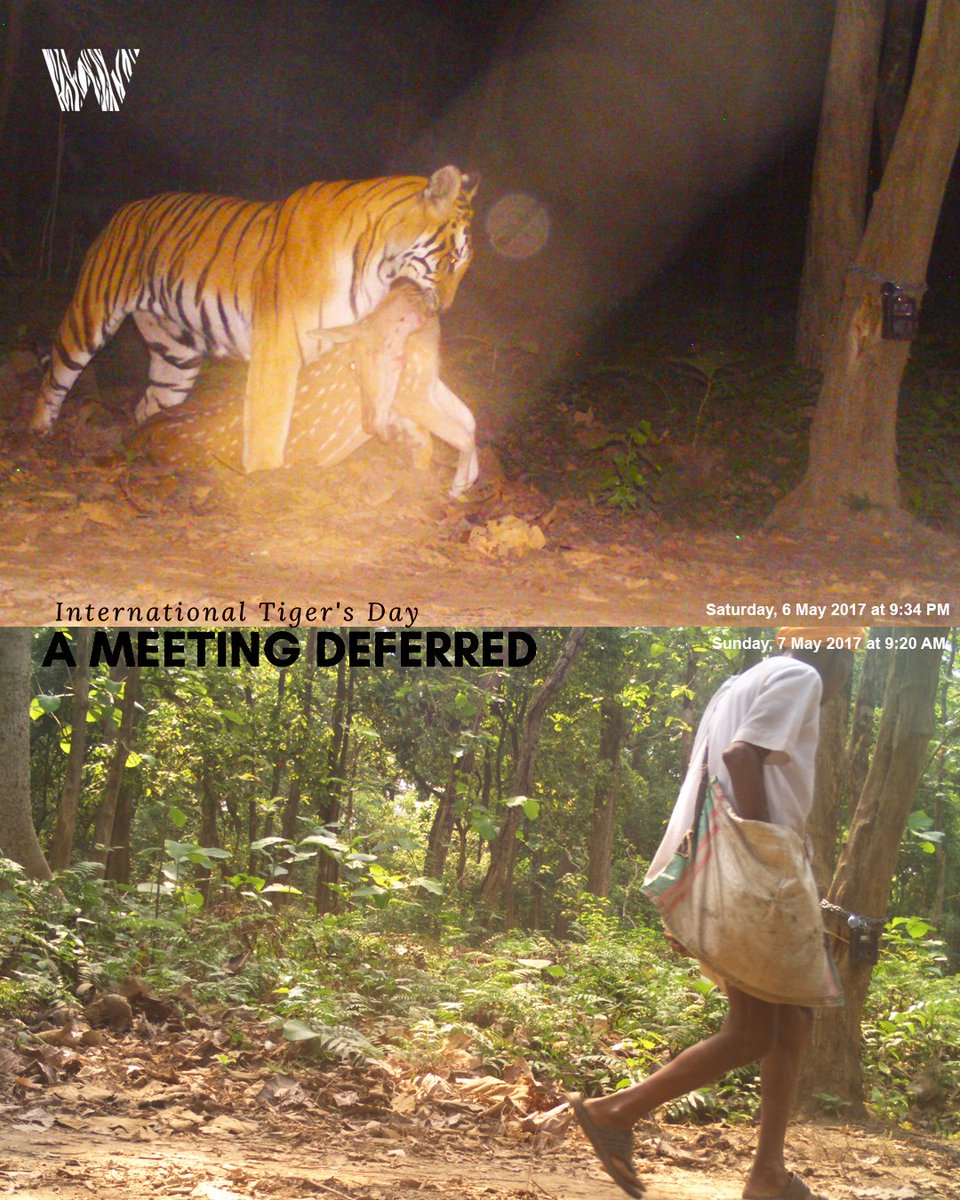 UnWildIndia's tweet photo. It was my trap camera that clicked both photos at the same place betwn 12 hr window. The #tiger carrying its kill at night wud remain here for couple of days to eat it while below pic shows a villager wlkin by nxt morning. #natgeoindia #natgeo #tigerday #tigersday #WorldTigerDay https://t.co/IVqqlrhBrh