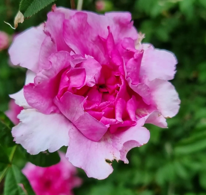 grace_wu10's tweet photo. 🌸The peony is a beautiful and much-loved flower, known for its huge blooms, varied colors, and fragrant aroma.🌸#flowers #flowerphotography #flowerpower #flowerstagram #flowerlovers #fiori #fioridicampo #fioriselvatici #fioribelli #nature #naturephotography #lovenature #flores https://t.co/X0wzgsmiOv