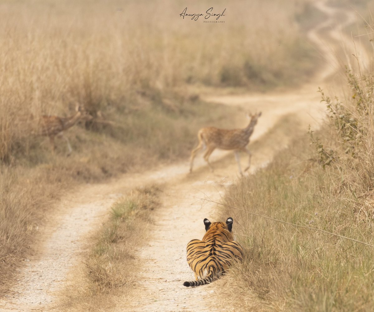 Wild tigers play an important role in maintaining the harmony of the planet's ecosystems.
 Save them before they start living just in our stories.
Let’s pledge to protect them.

#GlobalTigerDay #Tigers  #savetigers #corbett #InternationalTigerDay #globaltigerday2023