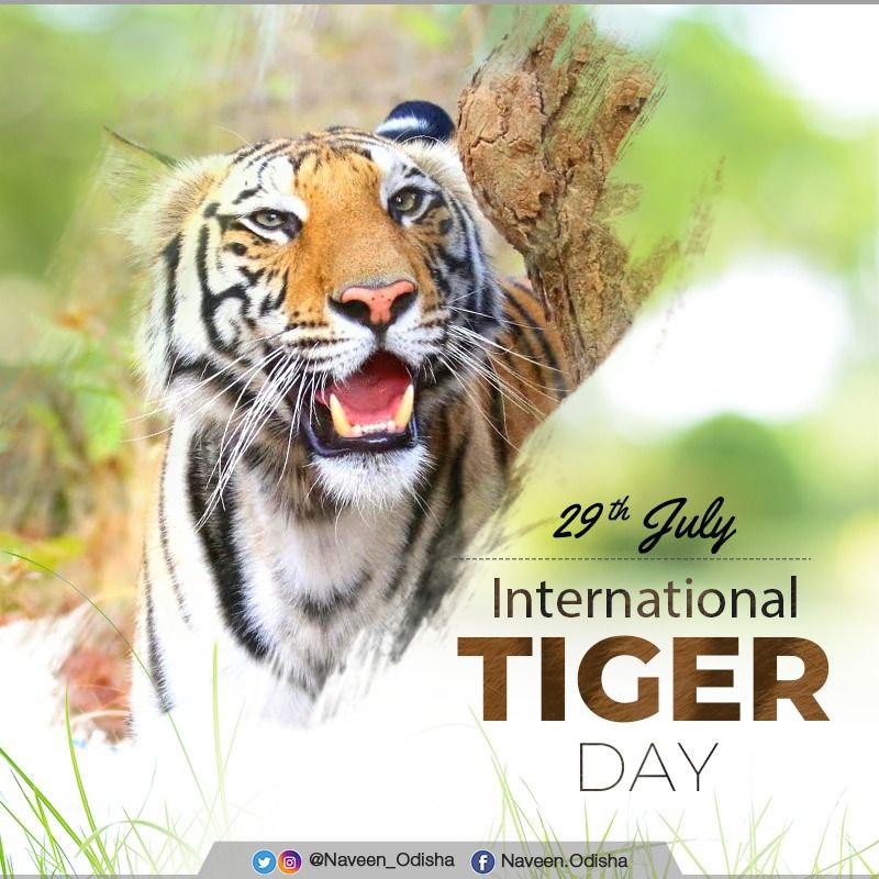 Naveen_Odisha's tweet photo. Tigers play a crucial role in maintaining the balance in the ecosystem and preserving the biodiversity of our shared planet. On #InternationalTigerDay, reiterate the commitment to continue to safeguard these majestic creatures and their natural habitats for a sustainable future. https://t.co/VlgCDvlp3d