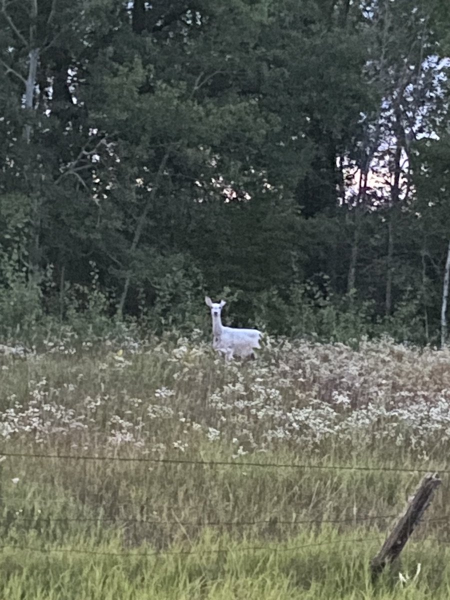 Buuzii_'s tweet photo. Second Albino deer I’ve seen in my life so cool to run into them 🔥 https://t.co/U4fzDiahNA