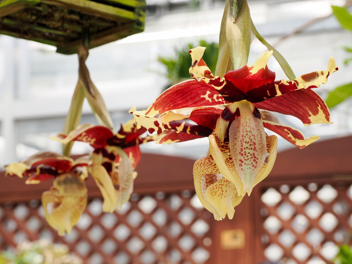 E_T_Jones's tweet photo. Stanhopea tigrina
#orchid #orchids #神代植物公園 https://t.co/JMkf4MQKgs