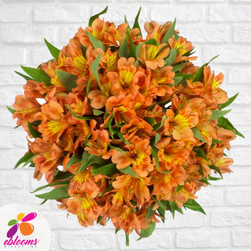 ebloomsdirect's tweet photo. Orange flowers, order online with free delivery for all the USA including Alaska and Hawaii.
https://t.co/A0rFNPYFoQ
#flowersnearme #flowerslovers #lovelyflowers #californiawedding #centerpiecesforweddings #greenlisianthus #EbloomsDirect #greenlife #flowersmakehappymoments https://t.co/H23Y68gk30