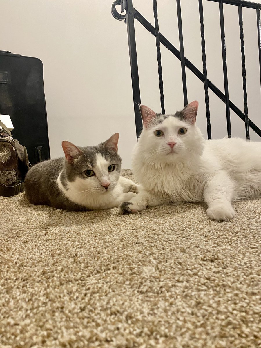 Ashhstover's tweet photo. @RMcElhenney this is Mac &amp; Charlie... https://t.co/TjcZSgOZd0