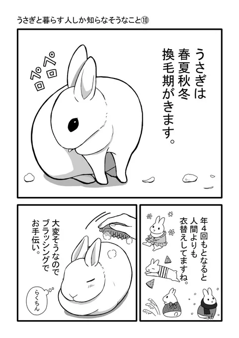 うさぎと暮らす人しか知らなそうなこと⑩を描きました🐇  うさぎさんの一大イベント換毛についてです。  #うさぎのいる暮らし #うさぎのいる生活