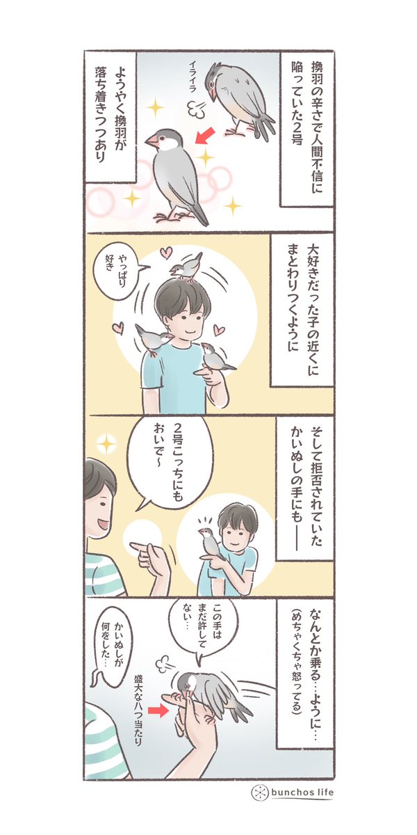 換羽が落ち着きつつある2号、大好きな子には通常運転に戻りべったり甘えるものの、かいぬしの手にはまだ冷たい…
#文鳥 
#4コマ漫画 

*過去作ダウンロードできます!(固定ツイート参照) 